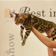 Due gatti di Perugia premiati in Francia