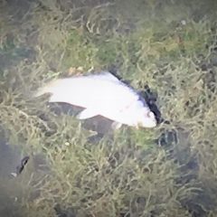 Gallery: pesci morti al lago Trasimeno