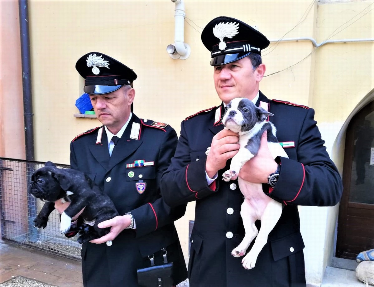 Carabinieri stroncano traffico di cuccioli - UmbriaON