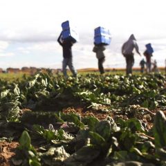 ‘Tratta’ di lavoratori agricoli senza diritti. Indagati e sequestri fra Umbria e Toscana