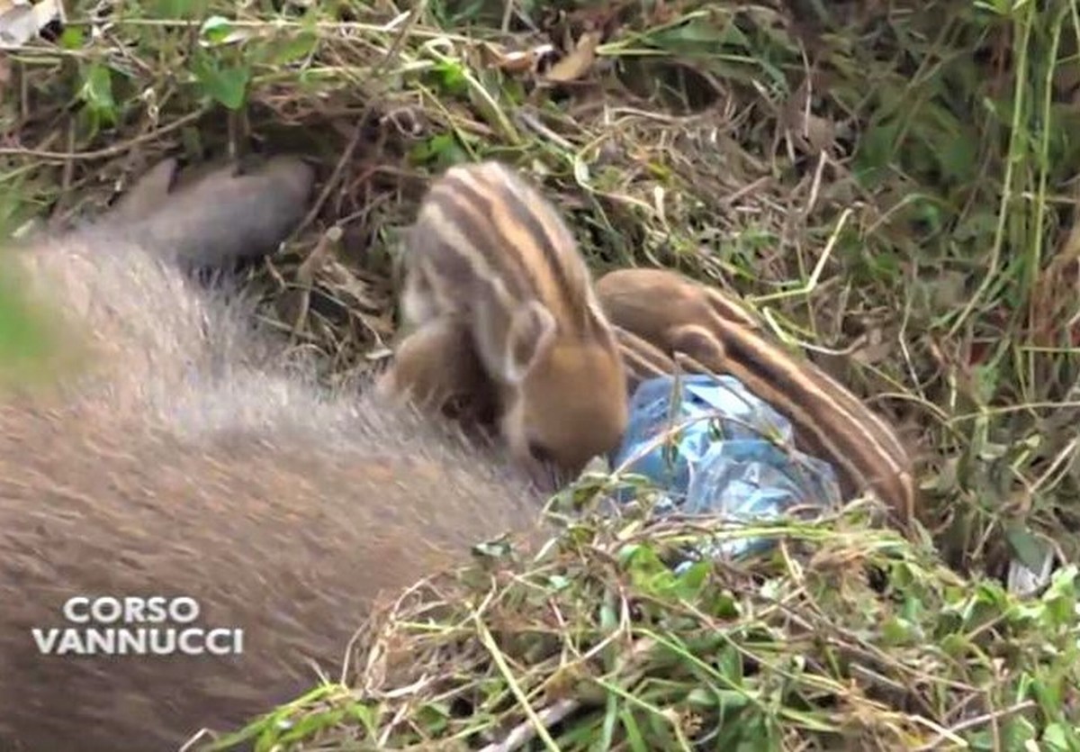 Mamma cinghiale partorisce in pieno centro a Perugia – Il video | umbriaON