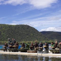Lago di Piediluco, ripopolamento ittico con carpe e tinche