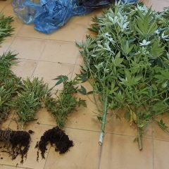 In giardino ha dodici piante di marijuana: denunciato 50enne in zona Trasimeno