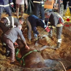 Cavallo cade nella concimaia: salvato dai vigili del fuoco – Il video dell’intervento