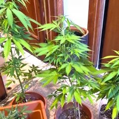 Terni: piante ‘illegali’ in casa. Due cugini denunciati dalla polizia