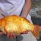 Trasimeno ‘invaso’ dai pesci rossi: 1,5 euro al kg a chi li pesca